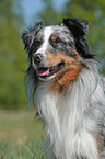 Miniature Australian Shepherd