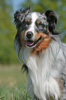 Miniature Australian Shepherd