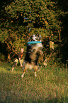 Miniature Australian Shepherd with frisbee