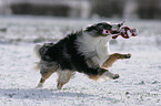 playing Miniature Australian Shepherd