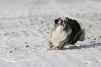 running Miniature Australian Shepherd