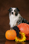 Miniature Australian Shepherd