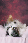 lying Miniature Australian Shepherd