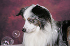 Miniature Australian Shepherd Portrait