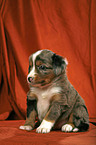 Miniature Australian Shepherd Puppy