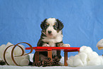 Miniature Australian Shepherd Puppy