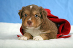 Miniature Australian Shepherd Puppy