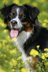 Miniature Australian Shepherd Portrait