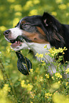 Miniature Australian Shepherd Portrait