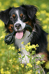 Miniature Australian Shepherd Portrait