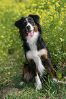Miniature Australian Shepherd