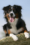Miniature Australian Shepherd