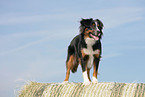 Miniature Australian Shepherd