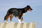 Miniature Australian Shepherd