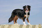 Miniature Australian Shepherd