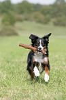 running Miniature Australian Shepherd