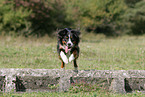 jumping Miniature Australian Shepherd