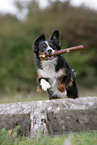 jumping Miniature Australian Shepherd