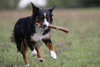 playing Miniature Australian Shepherd