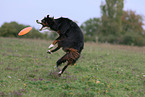 playing Miniature Australian Shepherd