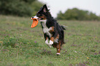 playing Miniature Australian Shepherd