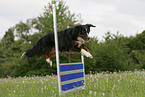 Miniature Australian Shepherd at agility