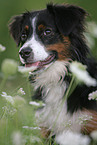 Miniature Australian Shepherd Portrait
