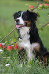 Miniature Australian Shepherd