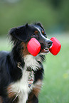 Miniature Australian Shepherd Portrait