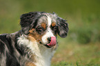 Miniature Australian Shepherd Portrait