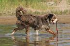 playing Miniature Australian Shepherd