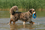 playing Miniature Australian Shepherd