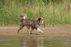 playing Miniature Australian Shepherd