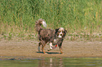 playing Miniature Australian Shepherd