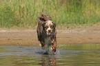 playing Miniature Australian Shepherd