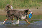 playing Miniature Australian Shepherd