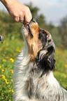 eating Miniature Australian Shepherd
