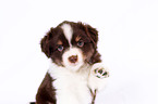 Miniature Australian Shepherd Puppy