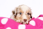 Miniature Australian Shepherd Puppy