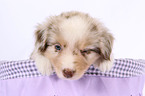 Miniature Australian Shepherd Puppy