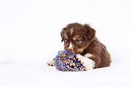 Miniature Australian Shepherd Puppy