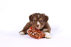 Miniature Australian Shepherd Puppy