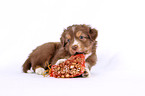 Miniature Australian Shepherd Puppy