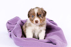 Miniature Australian Shepherd Puppy