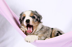 Miniature Australian Shepherd Puppy