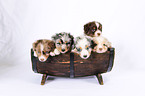 Miniature Australian Shepherd Puppies