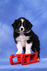 Miniature Australian Shepherd Puppy