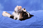 Miniature Australian Shepherd Puppy