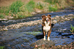 Miniature Australian Shepherd