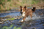 running Miniature Australian Shepherd